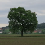 Großer Baum bei Gleinstätten