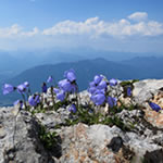 Glockenblumen am Dobratsch.