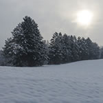 Wald nahe LKH Enzenbach schneebedeckt.