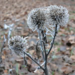 Vereiste Blume am Hühnerberg.