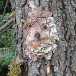 Gesicht im Baum bei der Koschuta.