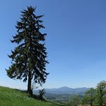 Alter Baum am Kulm mit Blick auf Weiz und den Schöckl.