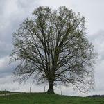 Wunderschöner alter Baum in Weizgerg bei Stiwoll.