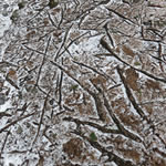 Waldboden mit ganz wenig Schnee bedeckt