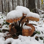 Schwammerl am Tscheltschnigkogel bei Schnee#