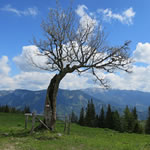 Baum am Senkstein auf der Veitsch.